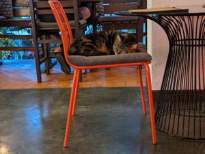 resident cat at Reform Kafe in Chiang Mai