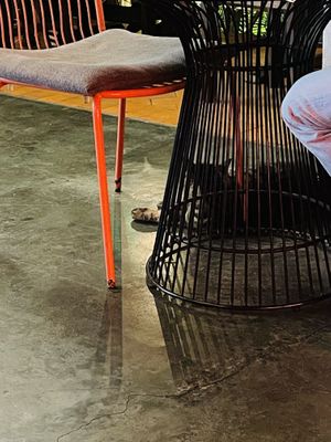 Really chubby cat  at Reform Kafe in Chiang Mai