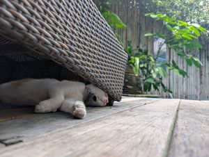  at Reform Kafe in Chiang Mai