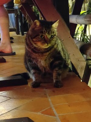 Cat at Reform Kafe in Chiang Mai