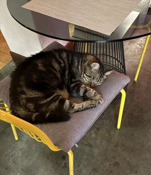 Watch out. This guy could be lurking on your seat   at Reform Kafe in Chiang Mai