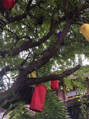 The tree under which we sat at Reform Kafe in Chiang Mai