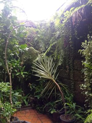 live plants as decorations!  at Reform Kafe in Chiang Mai