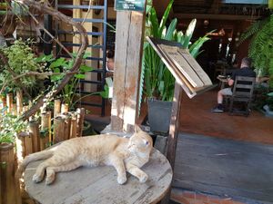 Purrfection at Reform Kafe in Chiang Mai