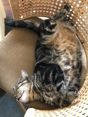 Check the chair before you sit down! at Reform Kafe in Chiang Mai