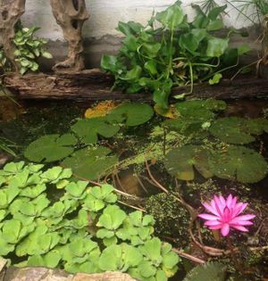 Atma VF's little fish pond  at Atma VF in Laguna