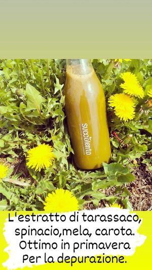  at Succolento in Alba