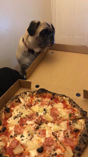   at Red Sparrow Pizza in Collingwood