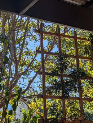  at Orphan Breakfast House in Sacramento