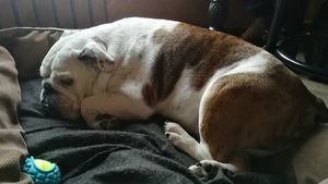 Cute owners dog at Kaffabar in Brussels