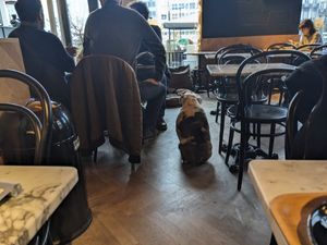 House doggie at Kaffabar in Brussels