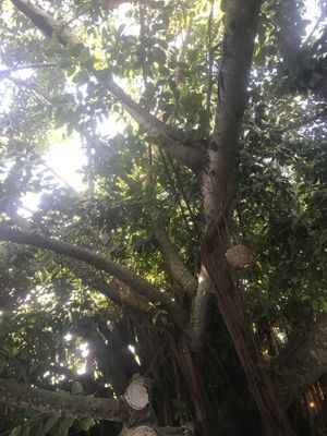 What you sit under at La Playita in Bacalar