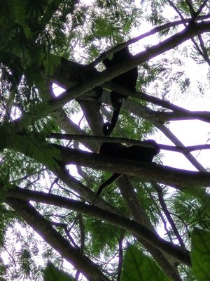 Monkeys in the trees nearby, amazing atmosphere! at Luv Burger in Nosara