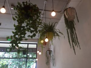 plants hanging from the ceiling  at Luv Burger in Nosara