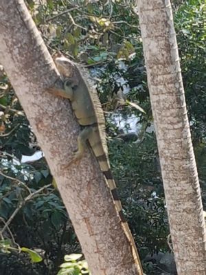 Wildlife views right off of the deck. at Lazy Cat in Minca