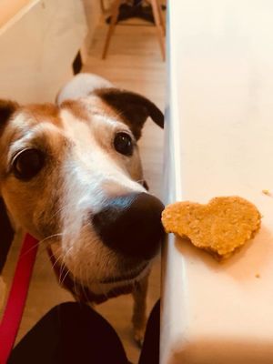 Free home-made biscuits for four-legged  customers :-) at Ribizli in Wallingford