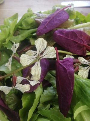 Local organic salad leaves and veg from Greenbroom Farm at Ribizli in Wallingford
