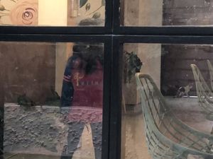 Girl playing with kitten and laser pointer  at El Veggie in Arequipa