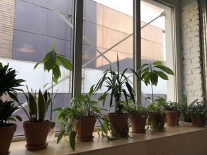 Plants 🌱  at Mox in Moscow