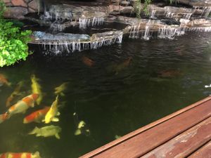 Koi carp and the waterfall  at Spinach in Khao Lak