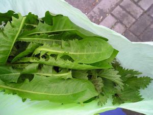 Wild green smoothies at Nata Raw in Szczecin