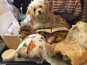 Pets welcome  at La Trocadero in Barcelona