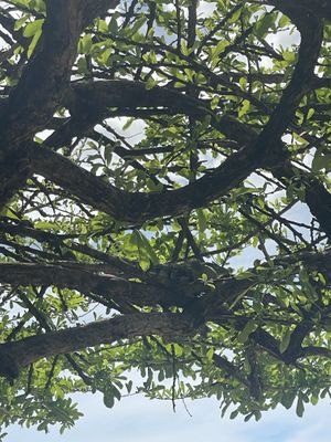   at Noguis in Tamarindo