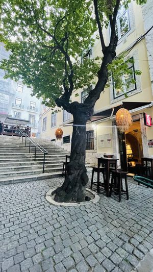   at Organi Chiado in Lisbon