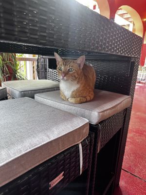 Fren   at The Courtyard Juice and Fitness Center in St Croix