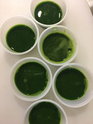 Fresh juiced Wheat Grass and a full juice and shot menu at Jaco Juice and Taco Bar in West Chester