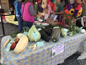 Biggest veggie contest at Homer Farmers Market in Homer