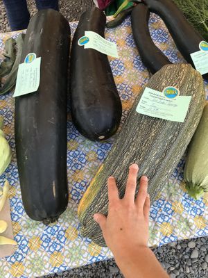 Mondo zucchini at Homer Farmers Market in Homer