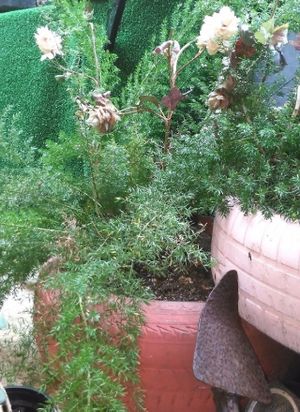 Inside Patio at Tasc'Art in Porto