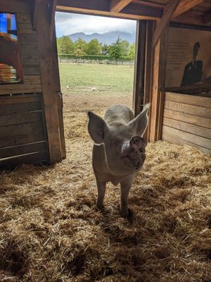 Pig at Farm Sanctuary SA in Franschhoek