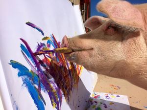 World renowned painting pig 'Pigcasso' in action at Farm Sanctuary SA at Farm Sanctuary SA in Franschhoek