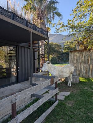  at Farm Sanctuary SA in Franschhoek