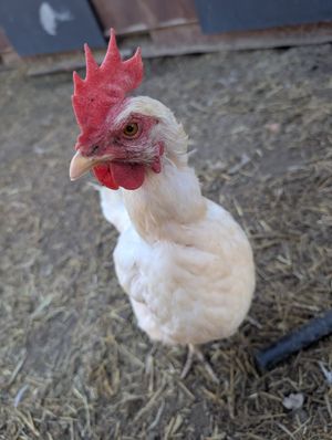  at Farm Sanctuary SA in Franschhoek