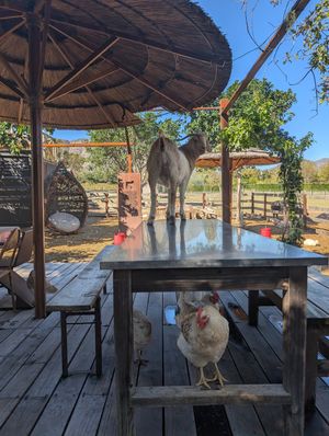  at Farm Sanctuary SA in Franschhoek
