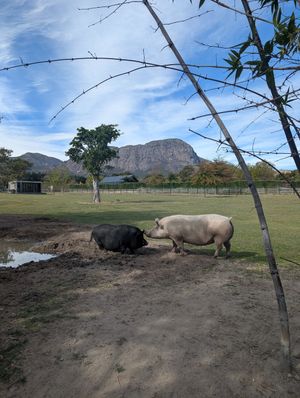  at Farm Sanctuary SA in Franschhoek