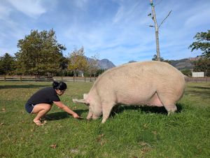  at Farm Sanctuary SA in Franschhoek