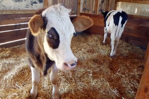 Farm Sanctuary SA
  at Farm Sanctuary SA in Franschhoek