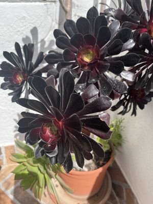   at Biocreperia RiscoCaido in Gran Canaria