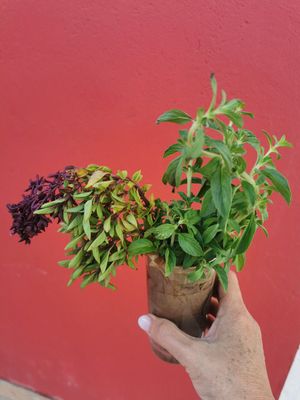 Hierbas frescas at Biocreperia RiscoCaido in Gran Canaria