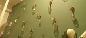  at Vida Vegan Bistro in Cusco