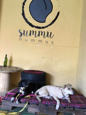 Entrance doggy lounge at Summu in Antigua