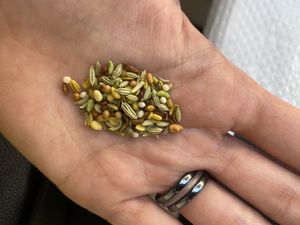 Digestive seeds.  at Saravanaa Bhavan in Paris