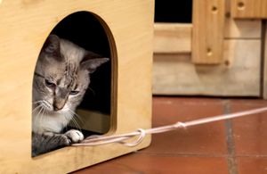 Swing playing with a string  at Espai de Gats in Barcelona
