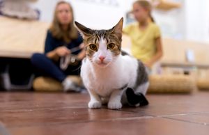 Young Mimo posing at Espai de Gats in Barcelona