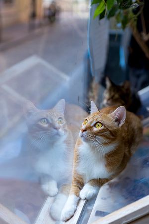 Baloo looking out the cafe window at Espai de Gats in Barcelona