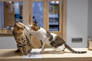 Indie and Mimo playing on the counter  at Espai de Gats in Barcelona
